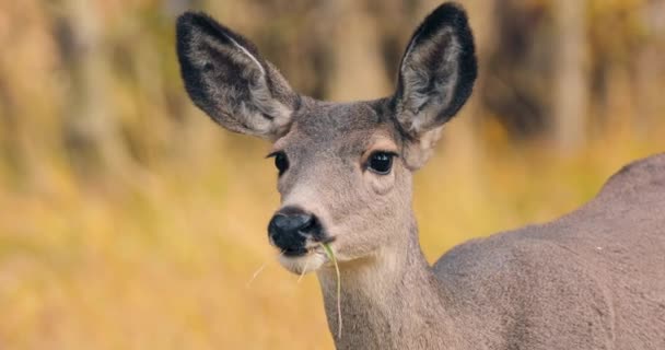 Leuke en grappige rendieren op herfst gele achtergrond op zonnige dag. 4K wilde dieren — Stockvideo