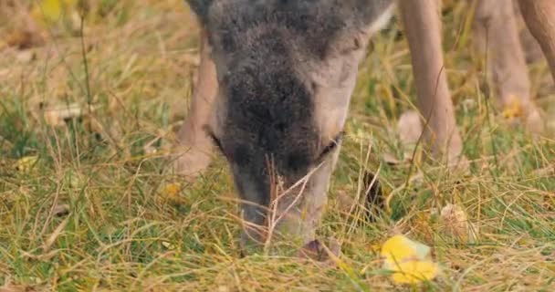 Cute reindeer on autumn meadow at sunny day. Beautiful reindeer chewing grass — Stock Video