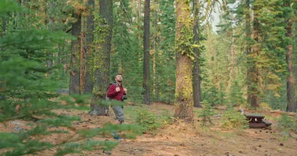 Homme mûr marche par le sentier forestier et la recherche vers le haut des arbres verts hauts — Video