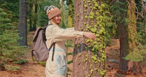 自然愛好家は、風光明媚な緑の苔で覆われた巨大な映画の木の樹皮、秋です — ストック動画