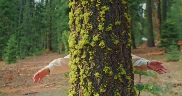 Mani di donna adulta attivista ambientale avvolto intorno tronco d'albero nel bosco — Video Stock