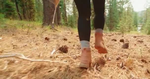 Kamera za kobietą biegnącą jesiennym lasem iglastym w słoneczny ciepły dzień, 4K — Wideo stockowe