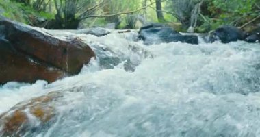 Ahşap ormandaki ıslak taşların arasından akan hızlı su bol yeşil ağaçlarla doludur.