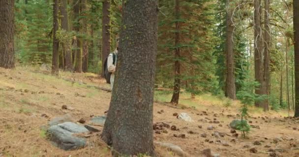 女性写真家が晴れた秋の日に緑の森を歩いて写真を撮る — ストック動画