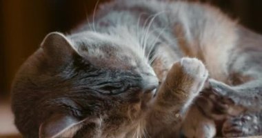 Şirin ve komik gri kedi yerde oyuncakla oynuyor. Fare ile tüylü hayvan