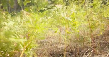 Kamera aşağıdaki yeşilimsi bitki bitkilerinin arasında ilerler.