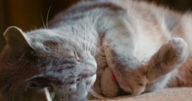 Sevimli yetişkin tekir kedi patilerinden bir oyuncak kapar ve tırmalamaya çalışır.