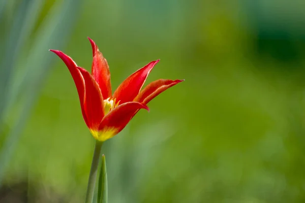 Flor Roja Tulipán Fondo Verde —  Fotos de Stock