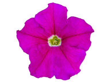 İzole Merlin Petunya Magenta Petunya Fuşya parpl grandiflora pembe çiçek