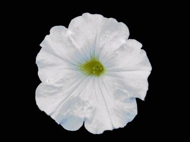 Petunya beyaz çiçek sabah zafer çiçek izole