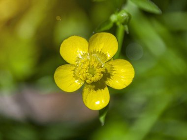 Buttercup'ı sarı çiçek üstten görünüm, arka yeşil ışık demeti