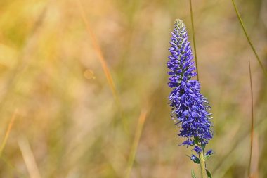 Veronica spicata mavi çiçek sarı çim bir arka plan üzerinde