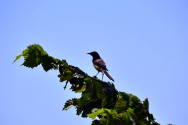 Kuyruksallayan yeşil bir ağaç dalı mavi gökyüzüne karşı oturup...