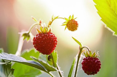 çilek vesca çilek vahşi berry yabani çilek çilek makro orman meyveleri doğa yazın ışık parlama büyür