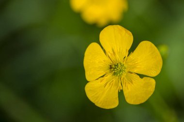 Düğünçiçeği acris düğün çiçeği yumuşak sarı