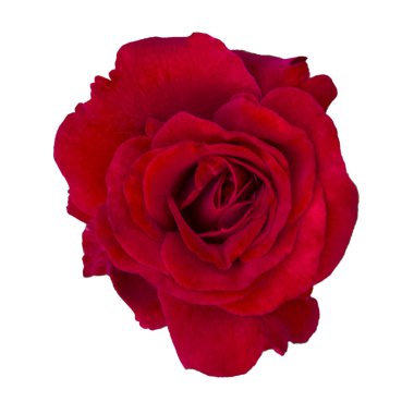 Kırmızı gül izole çiçek 