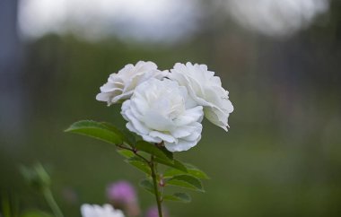 Üç beyaz gül çiçek 