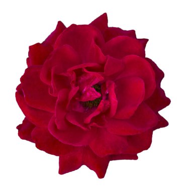 izole kırmızı gül çiçek