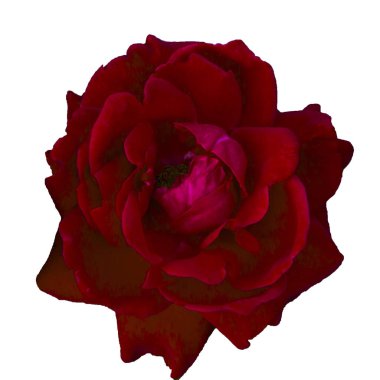 izole kırmızı gül çiçek