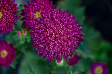 Aster Mor çiçek makro