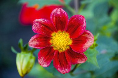 kırmızı çiçek dahlia mignon makro