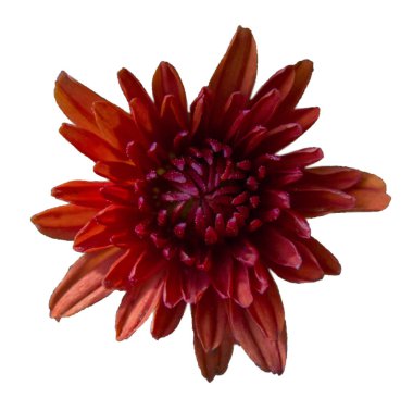 izole kırmızı çiçek krizantem