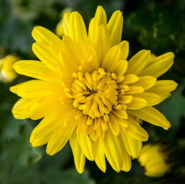 çiçek sarı makro krizantem