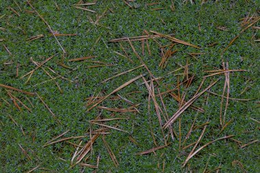 yeşil yosun yıldız sarı Çam iğneleri