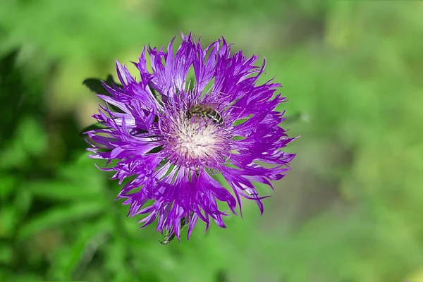 Cornflower Purple Flower Bees Green Background — Stock Photo, Image
