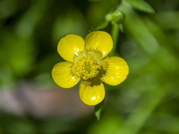 Buttercup Amarillo Flor Vista Superior Espalda Verde —  Fotos de Stock