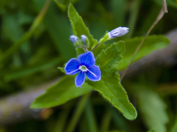 Small Flower Blue Top View — Stock Photo, Image