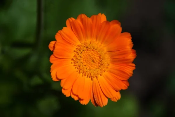 Caléndula Officinalis Caléndula Naranja Flor Vista Superior Macro — Foto de Stock