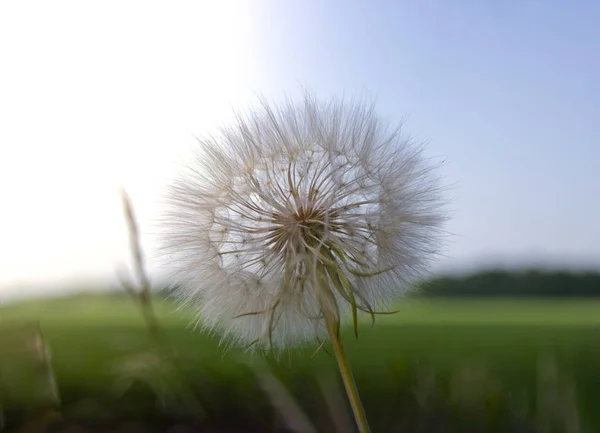 the big dandelion plant in the sky  in the glare of light