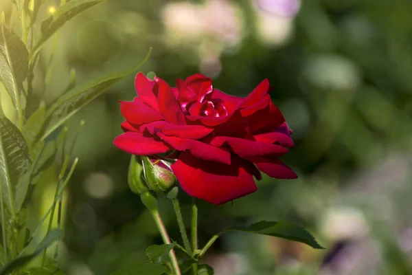 Hermoso Rosa Roja Crece Resplandor Luz — Foto de Stock