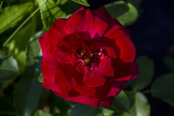 Όμορφο Τριαντάφυλλο Κόκκινο Μεγαλώνει — Φωτογραφία Αρχείου