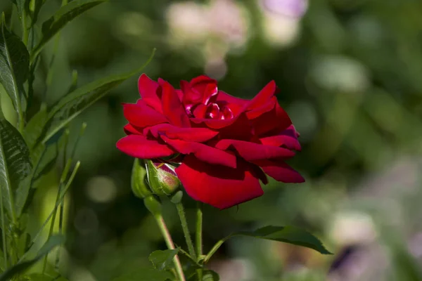 Hermoso Rosa Rojo Crece — Foto de Stock