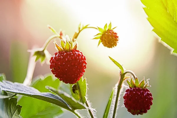 fragaria vesca strawberry wild berry wild strawberry grows berries macro forest berries nature summer  in the glare of light