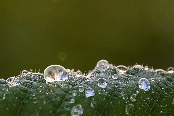 Raio Luz Brilha Gotas Água Nas Folhas Morangos Silvestres Pôr — Fotografia de Stock