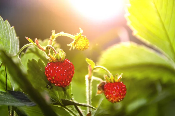 fragaria vesca strawberry wild berry wild strawberry grows berries macro forest berries nature summer  in the glare of light  at sunset