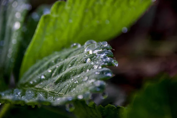 Raio Luz Brilha Gotas Água Nas Folhas Morangos Silvestres Pôr — Fotografia de Stock