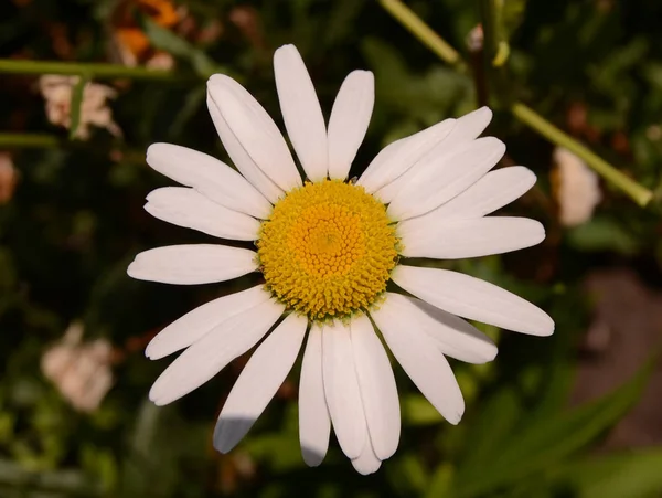 Branco Daisy Flor Vista Superior — Fotografia de Stock