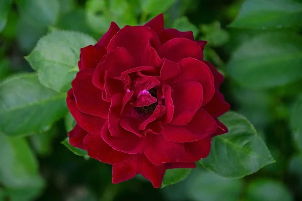 Κόκκινο Τριαντάφυλλο Κάτοψη — Φωτογραφία Αρχείου