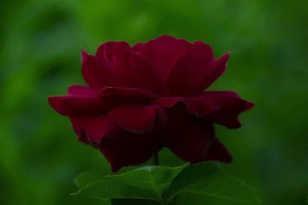 Red rose one on a background of green grass