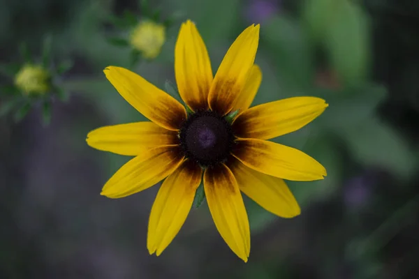 黄色い花ルドベキア デイジー マクロ トップ ビュー — ストック写真