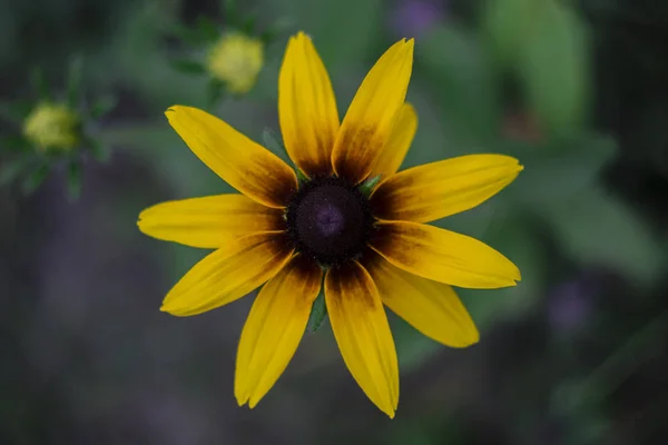 Fiore Giallo Rudbeckia Margherita Macro Vista Dall Alto — Foto Stock