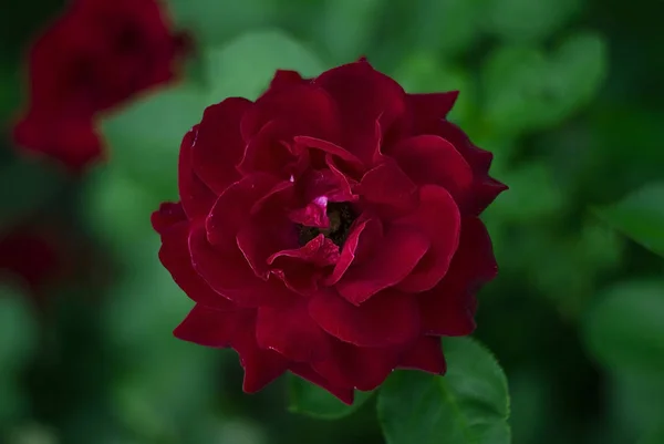 Rote Rose Von Oben — Stockfoto