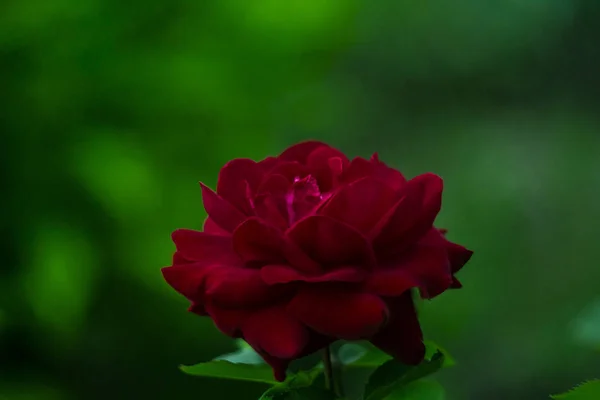 Flor Rosa Vermelha Macro — Fotografia de Stock