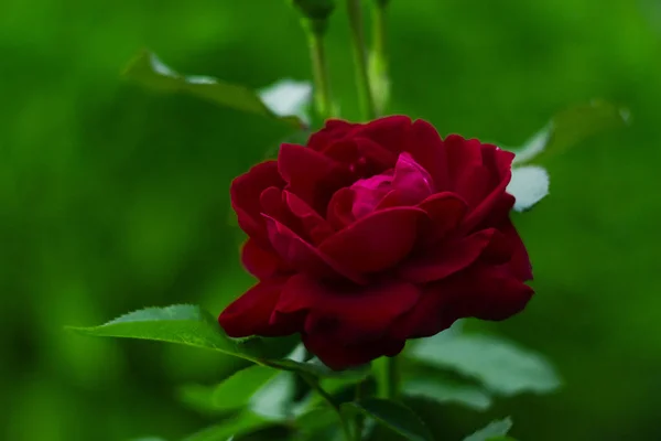 Macro Fiore Rosa Rossa — Foto Stock