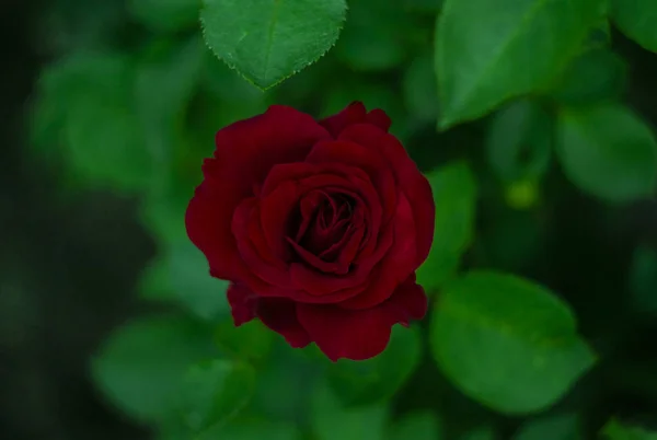 Červená Růže Pohled Shora Zeleném Pozadí — Stock fotografie