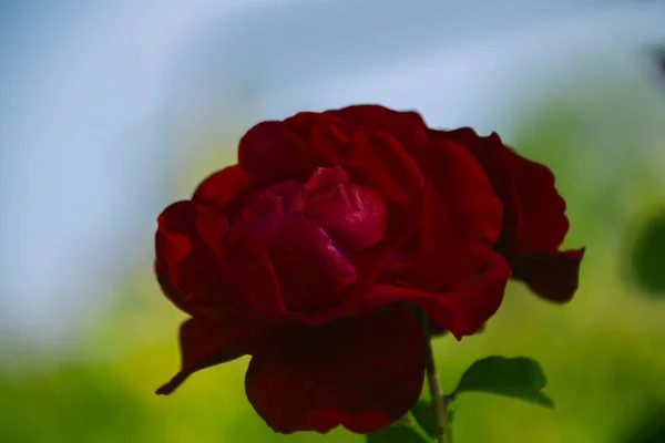 Rosa Roja Vista Superior — Foto de Stock